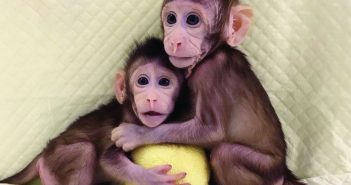 Chinese scientists succeed in cloning monkeys for the first time