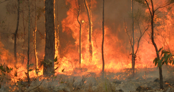Climate change causes destructive Australian wildfires