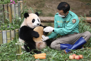 (Fubao with zoo keeper Kang Cher-won)