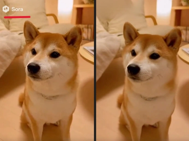 Sora 2 watermark is applied to a video of a shiba inu 