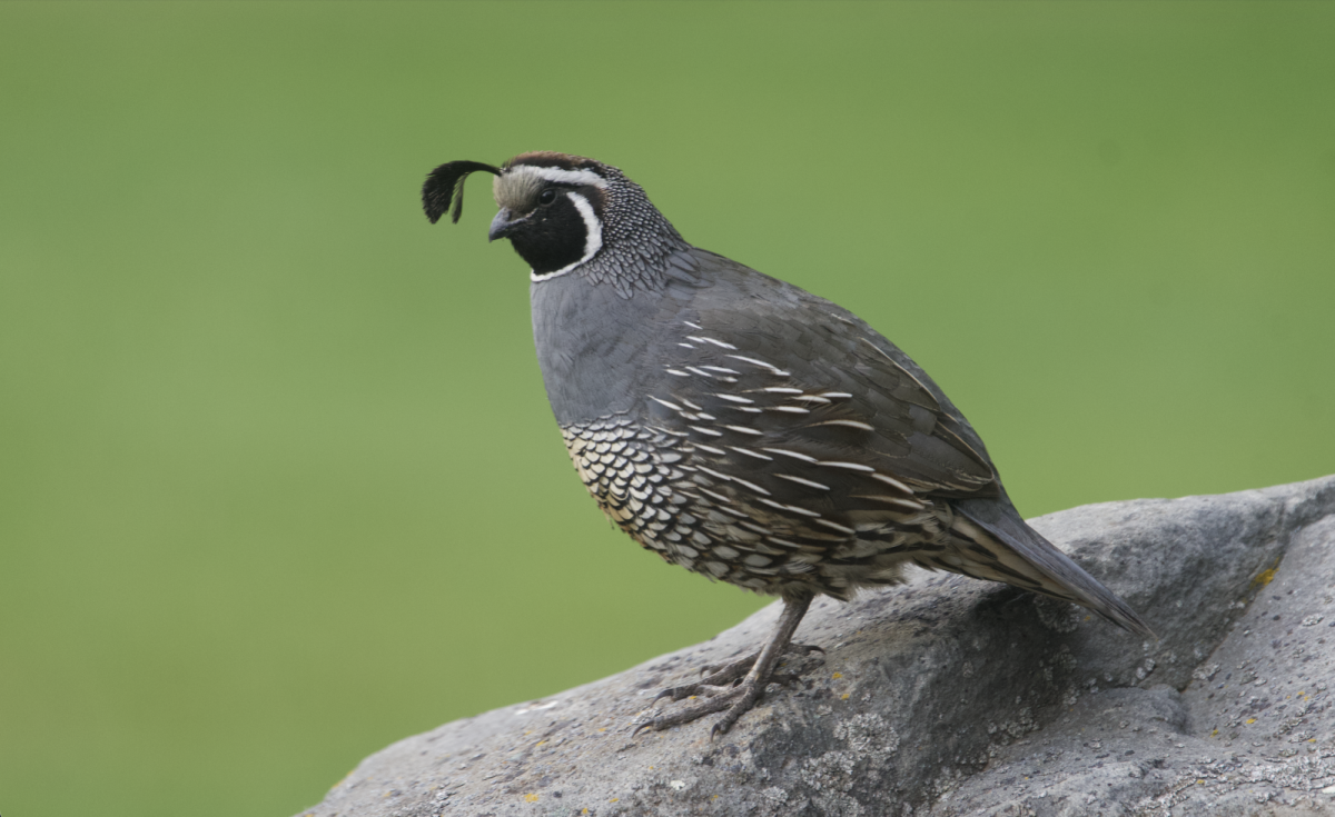 From Mr. Fiess's collection of bird photography
