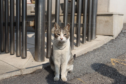 Bborongi poses for the camera in front of the school gates.